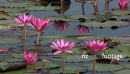 Lotus Flowers, Sukhothai Thailand 1 2284